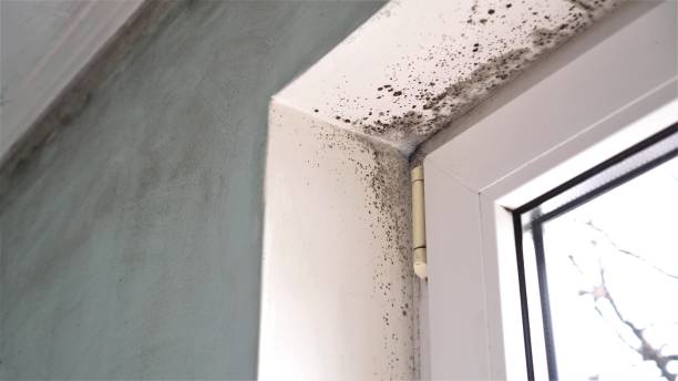 Best Real Estate Mold Inspection  in Moose Wilson Road, WY