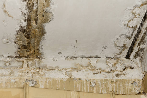 Best Water Damage & Mold Remediation  in Moose Wilson Road, WY