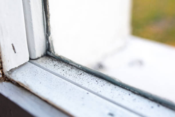 Best Mold Remediation for Healthcare Facilities  in Moose Wilson Road, WY