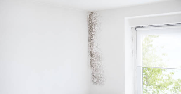 Best Mold-Related Health Consultation  in Moose Wilson Road, WY