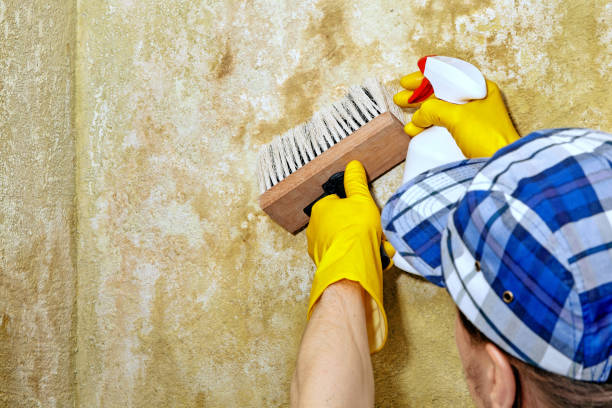 Best Forensic Mold Investigation  in Moose Wilson Road, WY
