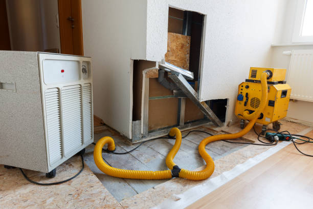 Best Black Mold Removal  in Moose Wilson Road, WY