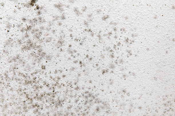 Best Mold Damage Restoration  in Moose Wilson Road, WY
