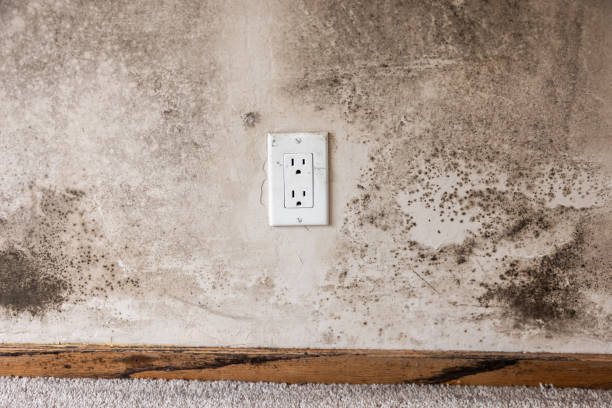 Best Post-Remediation Verification Testing  in Moose Wilson Road, WY